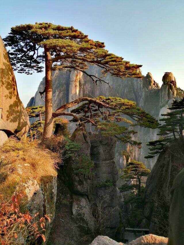 【枫雅汇看图约诗】诗人陈江《265期》(我爱你,黄山迎客松)(图9)