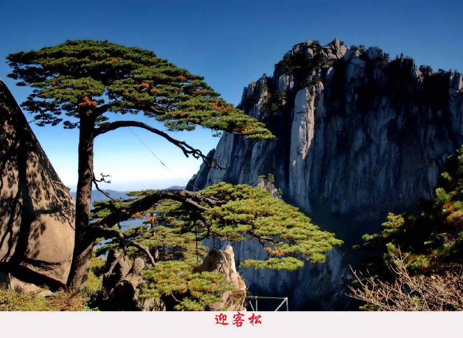 【枫雅汇看图约诗】诗人陈江《265期》(我爱你,黄山迎客松)(图6)