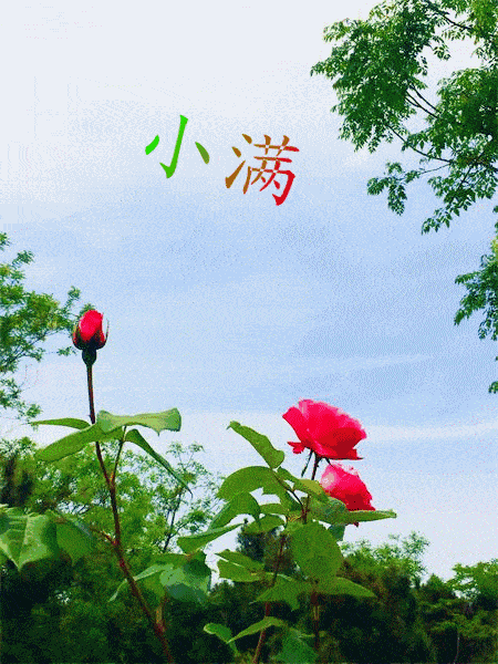 【神都诗社】龙门诗苑第013期《小满》(图4)