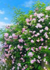 七绝·蔷薇题意（文/冯清明）……莲叶之珠文学社（图3）