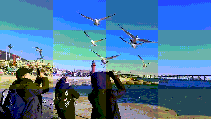 【枫雅汇看图约诗】诗人陈江《266期》（海鸥）（图6）