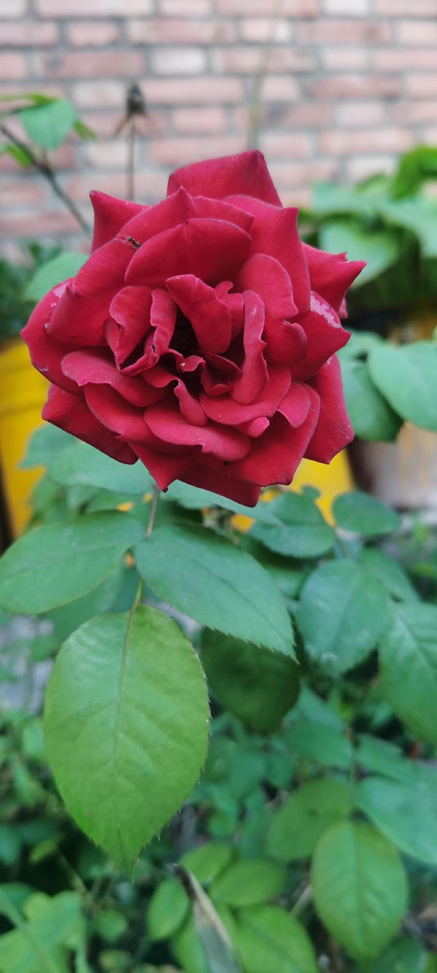 陕西张志民《花事》（图5）