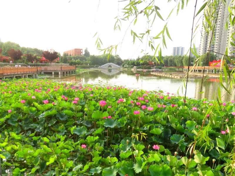 我与荷花有个约定_文图/云水瑶_主编/海之风_京津沪头条（图11）