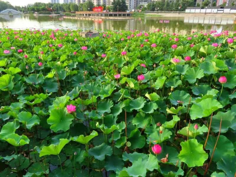 我与荷花有个约定_文图/云水瑶_主编/海之风_京津沪头条（图7）