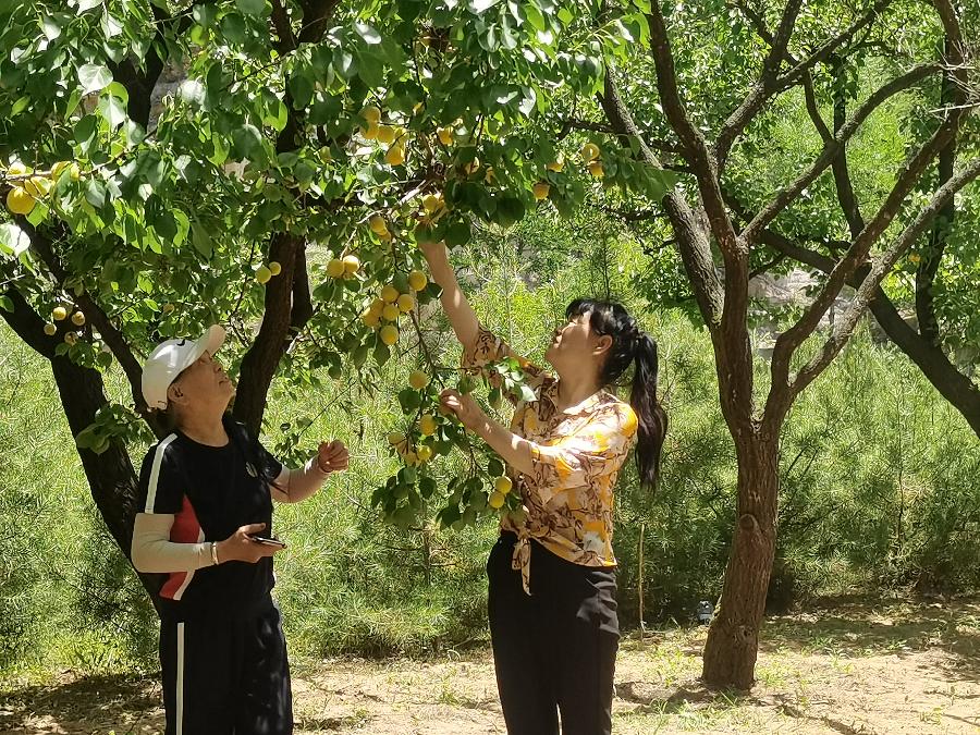 陕西张志民《夏风吻杏满园馨》（图11）
