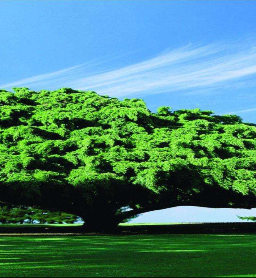 七律_盛夏吟_二十首_文/杨振国（北京）京津沪头条（图6）