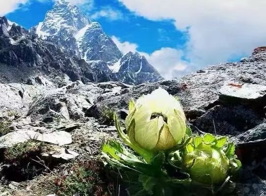 《雪莲之歌》文：江花（北京）诵：山谷幽兰（北京）新太空诗社【世界诗人名人展】10119期（图4）