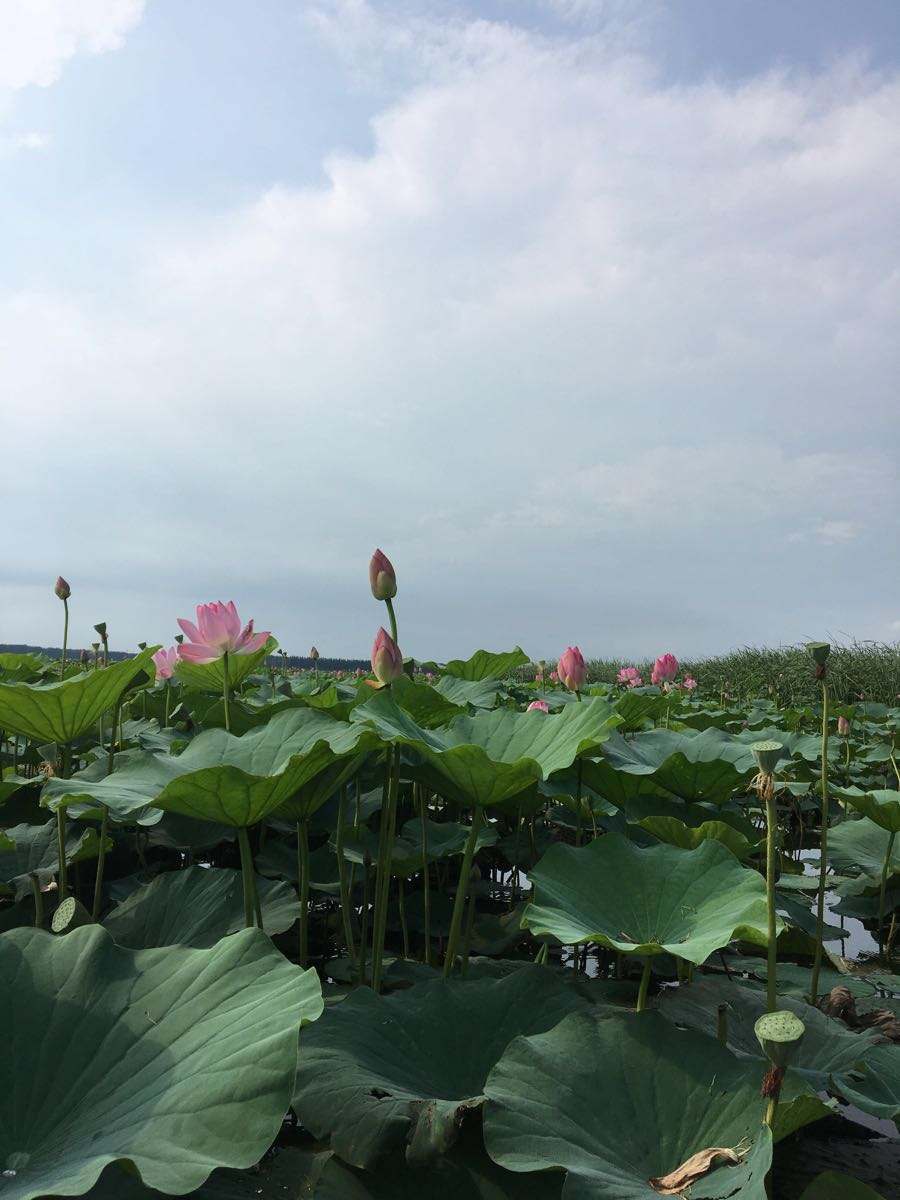 潘毅夏日七律诗六首（图2）