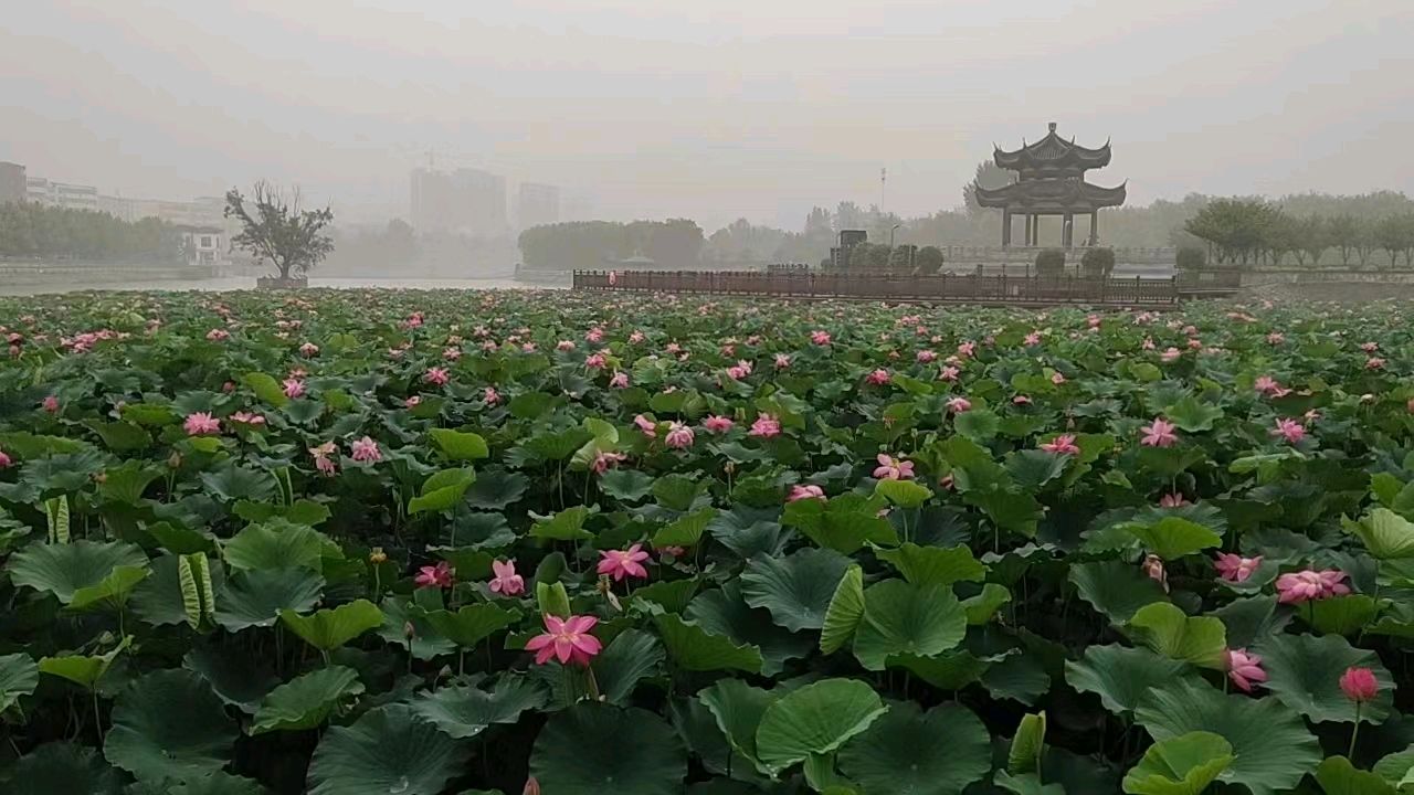 荐赏:雨中赏荷//作者:风华依旧 //《华夏文坛》征稿//都市头条（图3）