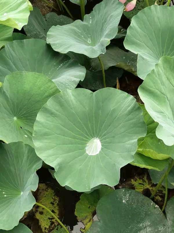 荐赏:雨中赏荷//作者:风华依旧 //《华夏文坛》征稿//都市头条（图8）