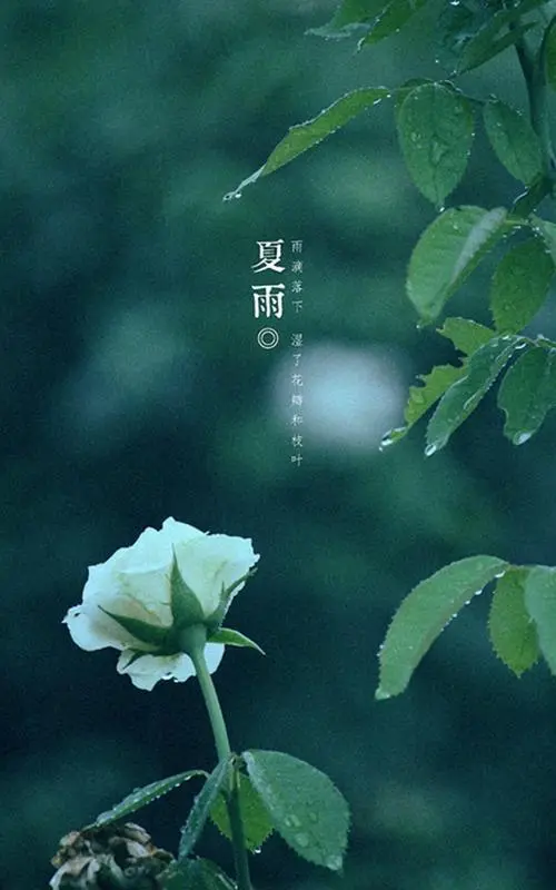 陕西张志民《夏雨》(图6)