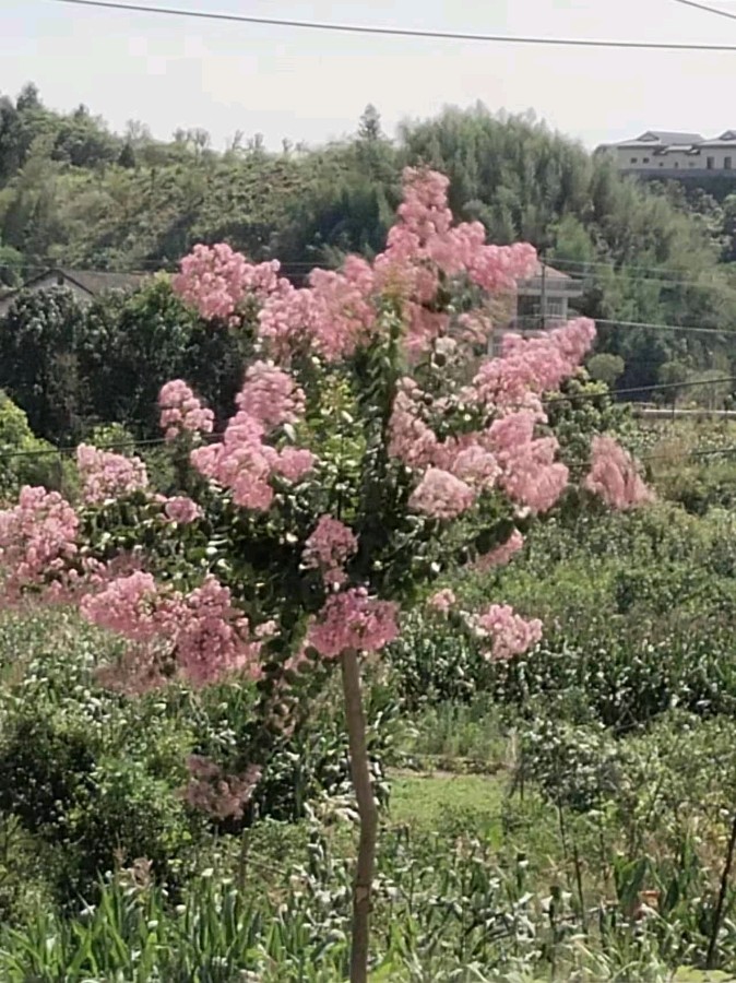 夏季近期诗选：七律（六首）（图3）