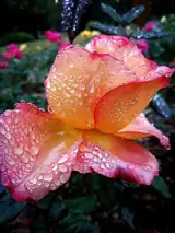 陕西张志民《雨中的月季花》（图4）