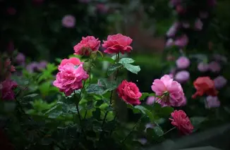 陕西张志民《雨中的月季花》（图5）