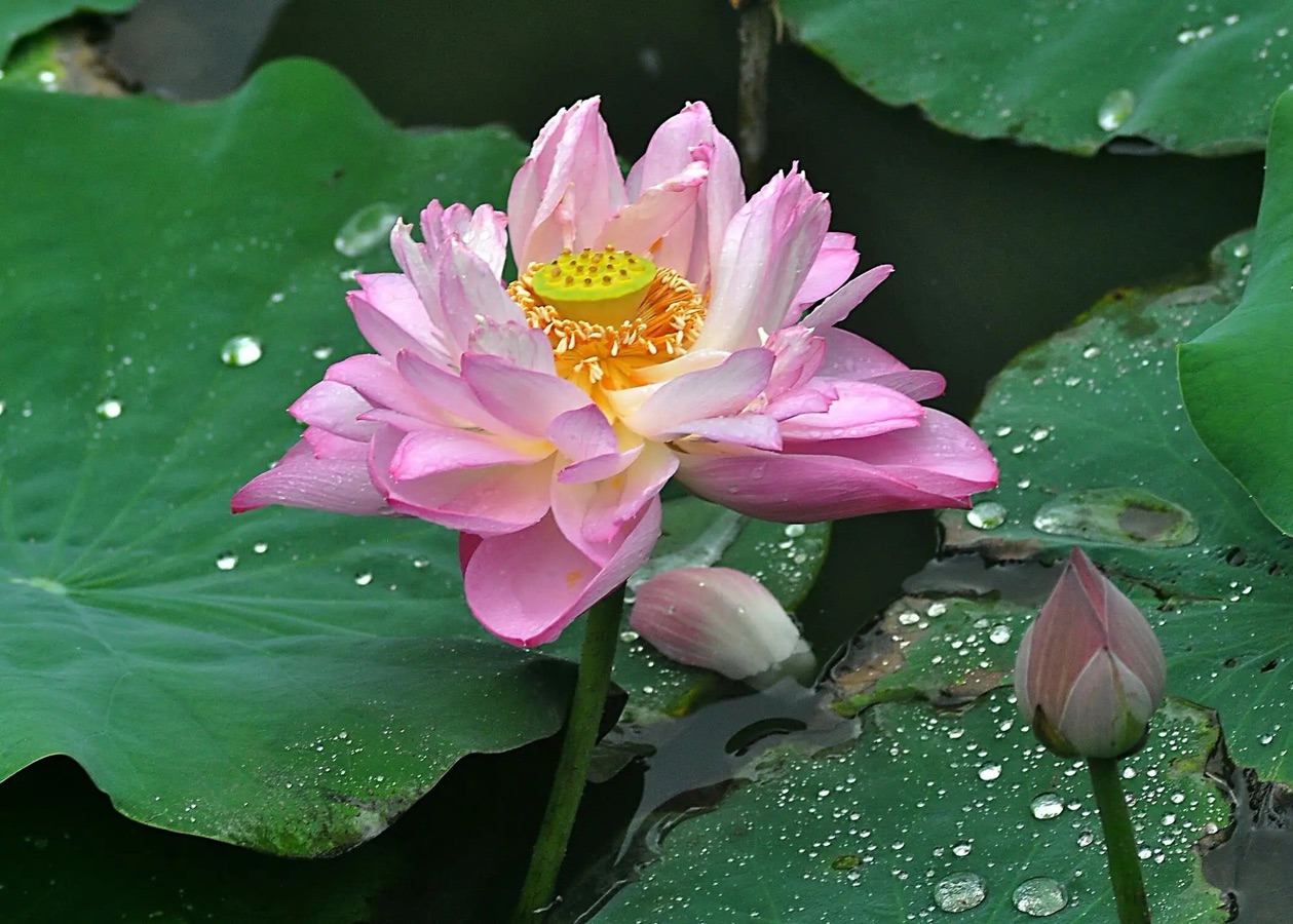【诗歌大观】雨||文/最美的时光（图2）