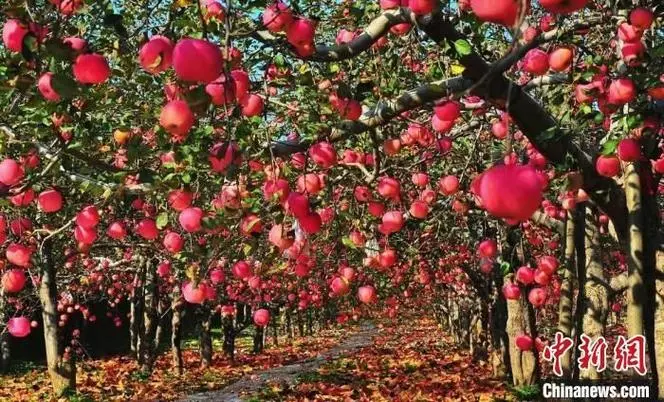 陕西作家相炜宁《东庄苹果》（图5）