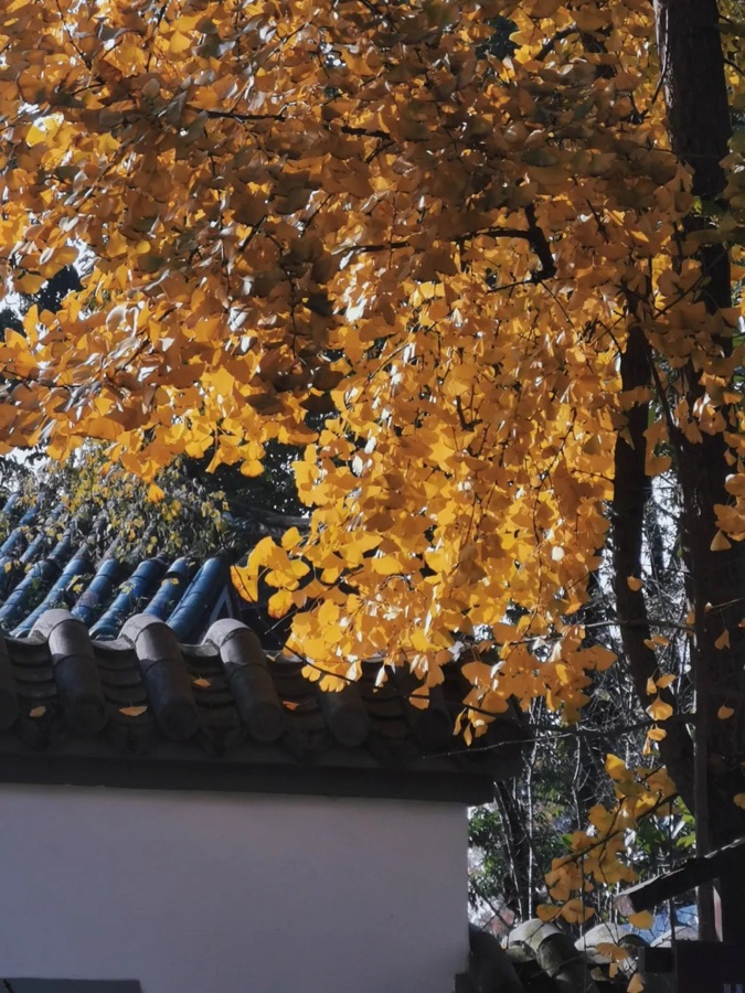 母亲河啊——黄河（外五首）文：卞荔莎（美国）追梦者总社【世界诗人名人展】10181期（图15）