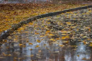 陕西张志民《秋雨迎秋》（图8）