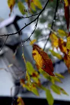 陕西张志民《秋雨迎秋》（图7）