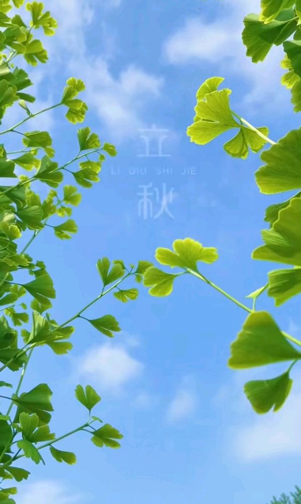 夏去秋来，愿岁月安好～文||旗袍（图15）