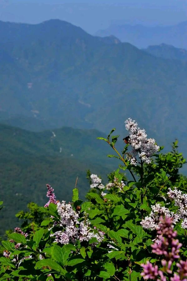 爱在百花山（一）诗||刘瑞宝（图13）