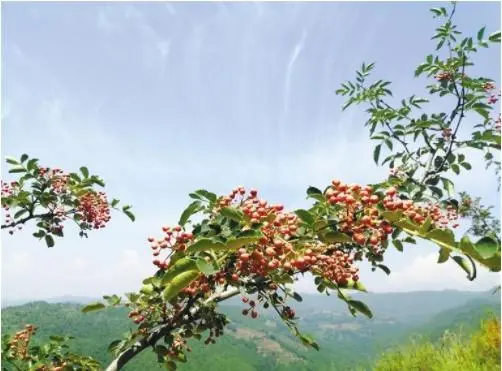 摘花椒（外两首）（图9）