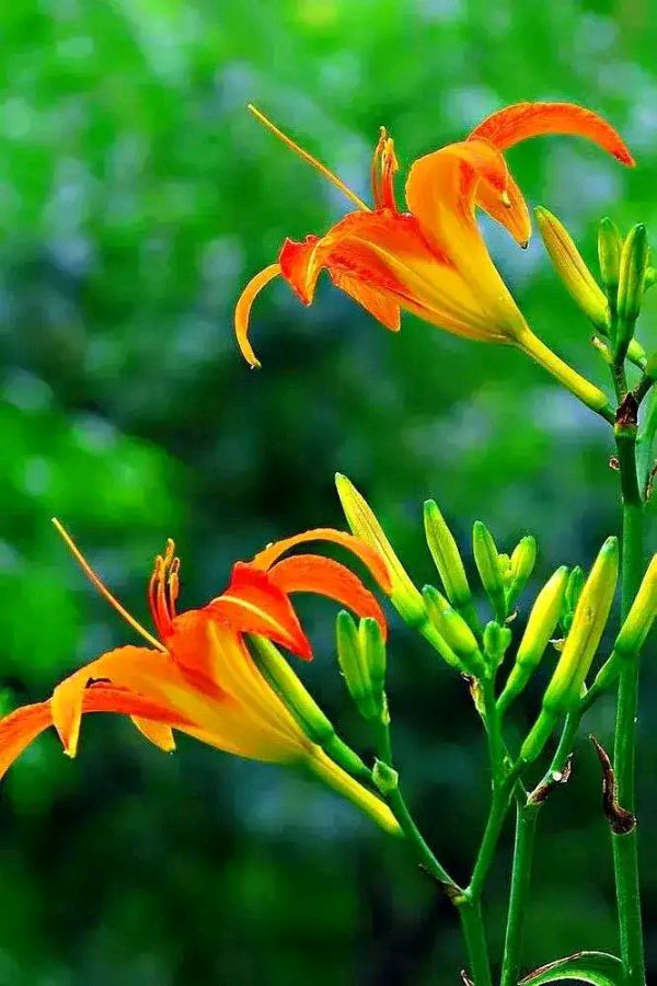 萱草～诗||王靖（图11）