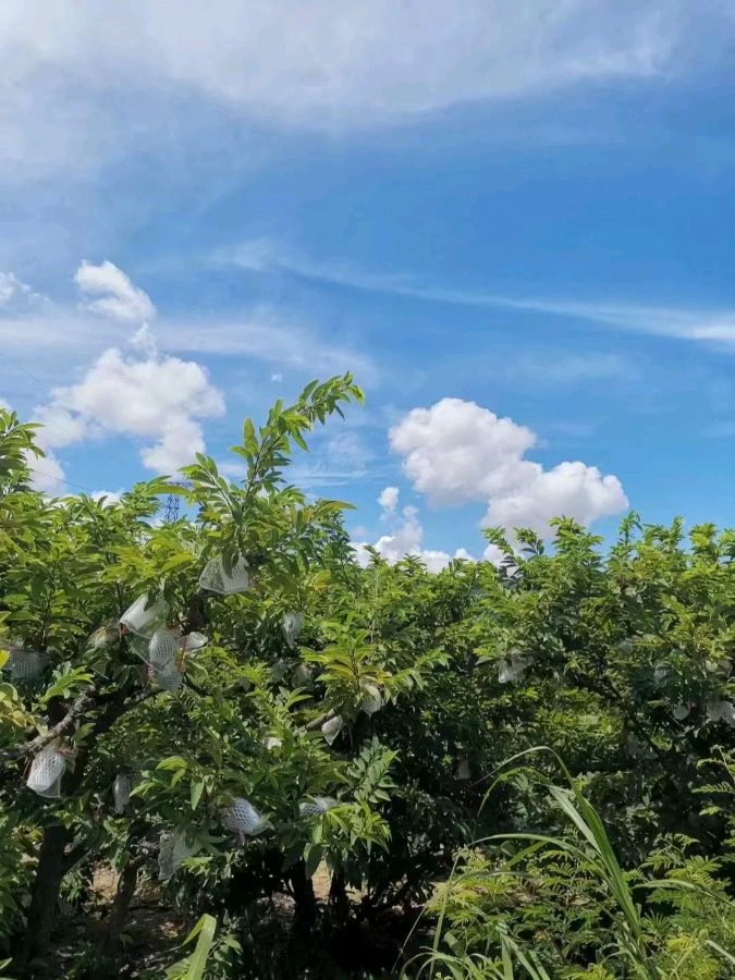 樟林林檎～诗||刘哲侬（图8）