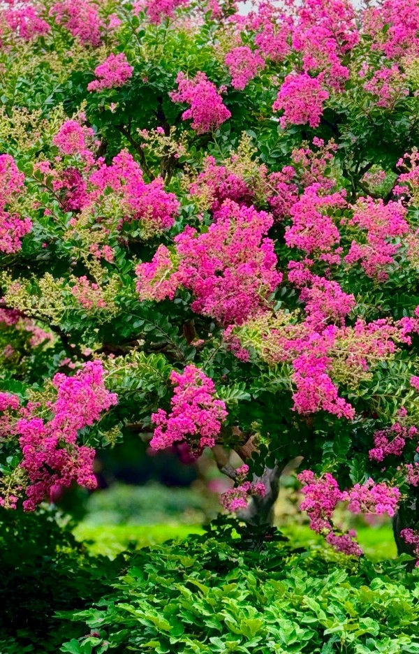 蝶恋花-紫薇花（外一首）词||旗袍（图8）