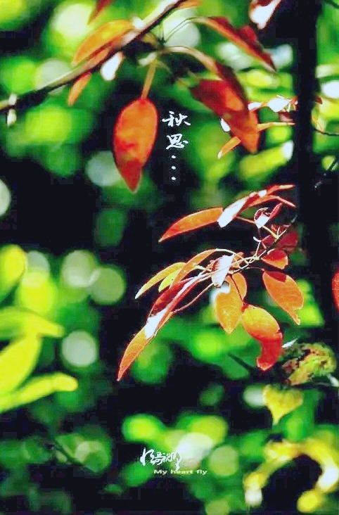 五律-暑秋咏怀（组合）诗||童歌（图15）