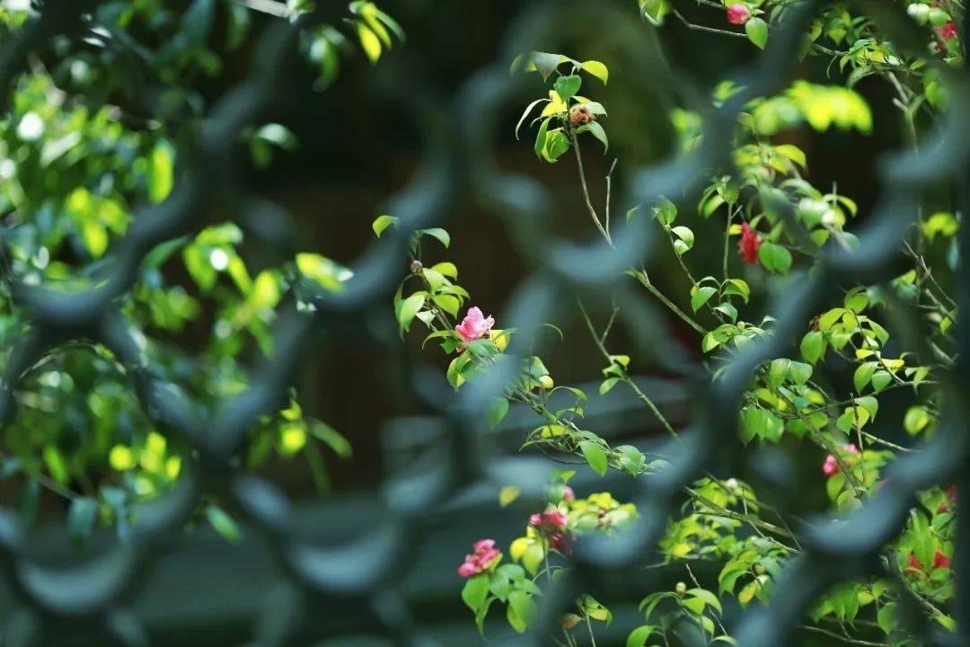 【新诗大观】自嘲||文/山妮儿（图2）