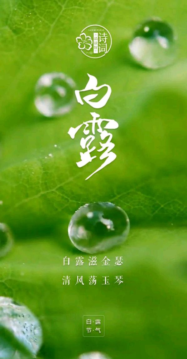 七律-白露～诗||旗袍（图8）