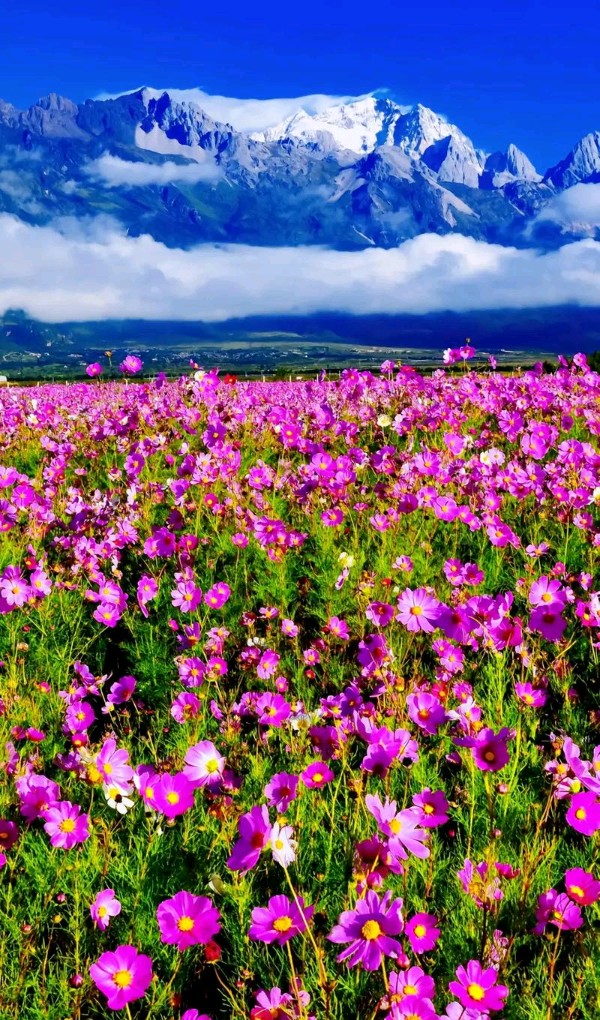 又见格桑花～诗||马文同（图8）
