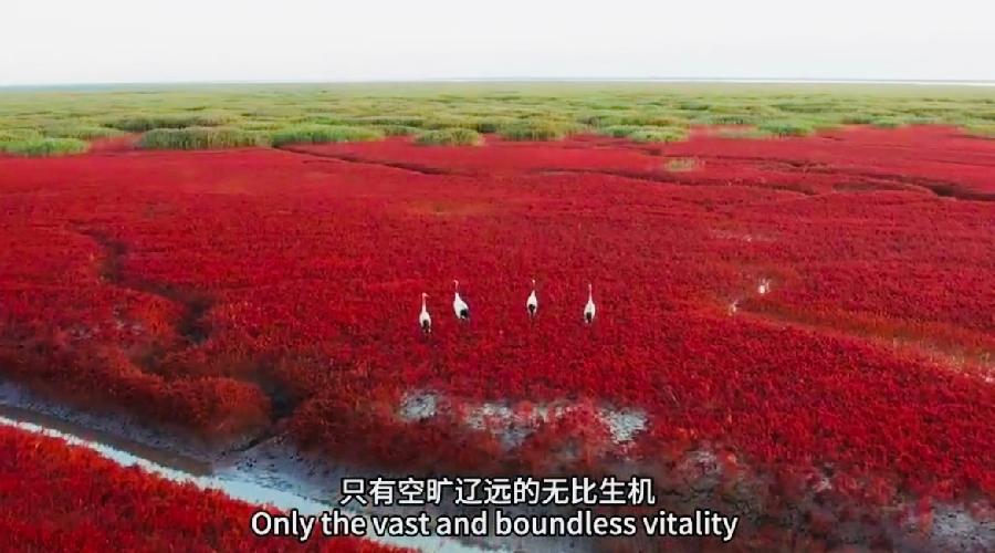 【英国文学】精品朗诵《幽兰韵香》- 姜兰双语诗集《等你在东营》序 作者｜静好、朗诵｜薇薇（图7）