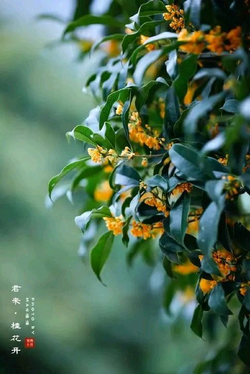 沁园春-中秋吟咏～词||雅轩琴韵（图13）