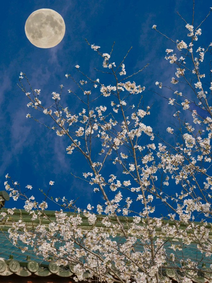 画堂春-又见东林寺樱花盛开～词||刘哲侬（图11）