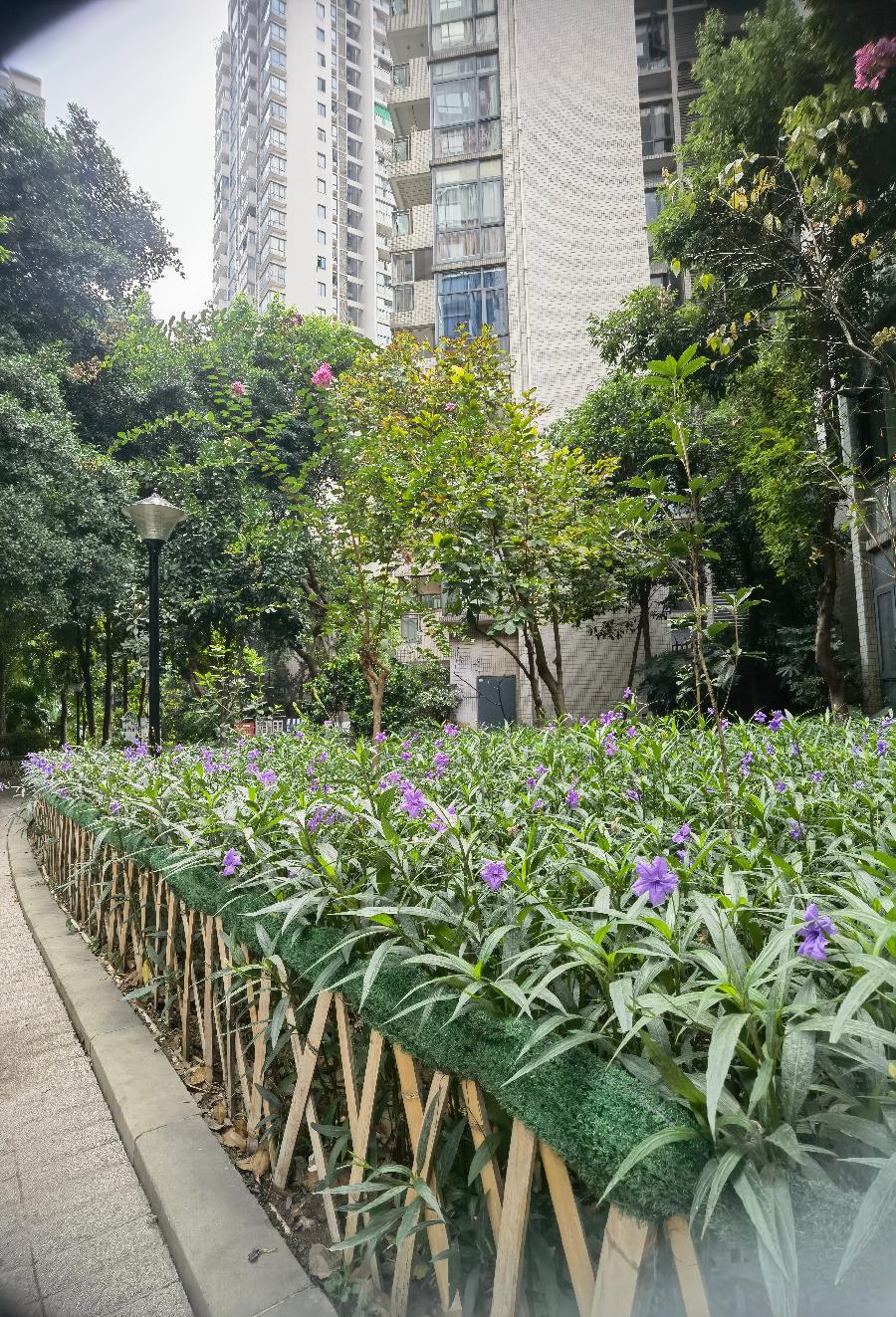 「散文」中秋里的翠芦莉花（图9）