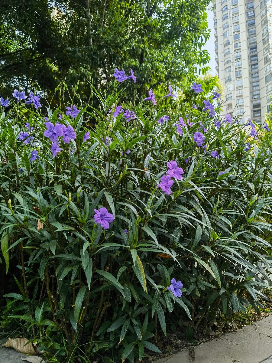 「散文」中秋里的翠芦莉花（图10）