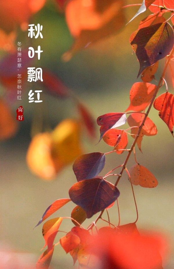 秋叶～诗||马文同（图13）