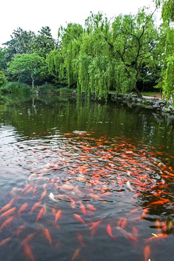 西湖花港观鱼～诗||李耀文（图18）
