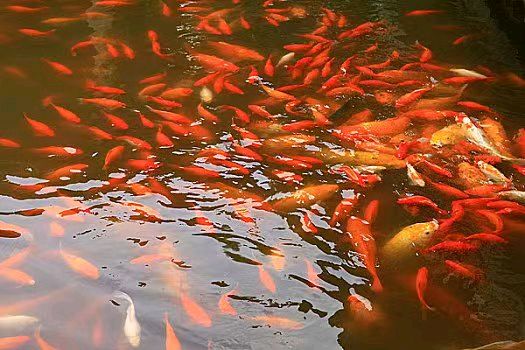 西湖花港观鱼～诗||李耀文（图15）
