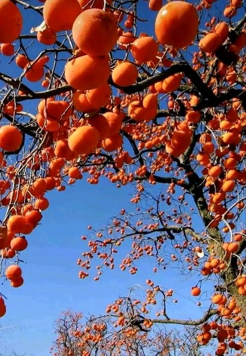 【红色文化】古典诗词篇（图13）