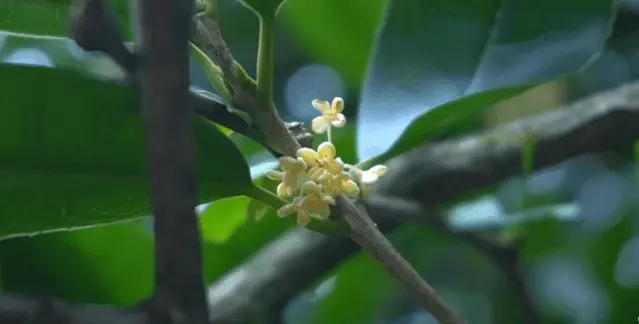 【枫雅汇看图约诗】第355期《又是一年桂花香》(图6)