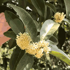 【枫雅汇看图约诗】第355期《又是一年桂花香》(图15)