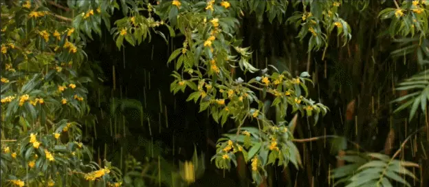 【枫雅汇看图约诗】第355期《又是一年桂花香》(图20)