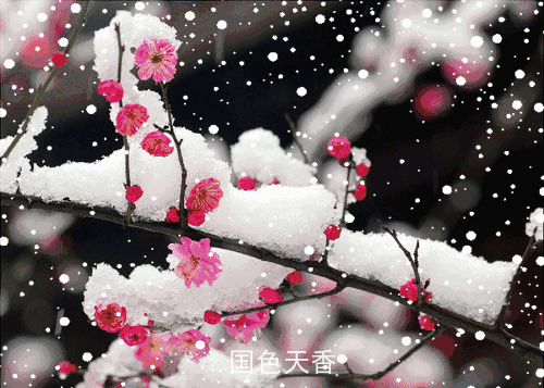 【神都诗社】第101期《梅花》（图8）