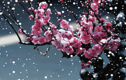 【神都诗社】第101期《梅花》（图10）