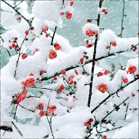 【神都诗社】第101期《梅花》（图15）