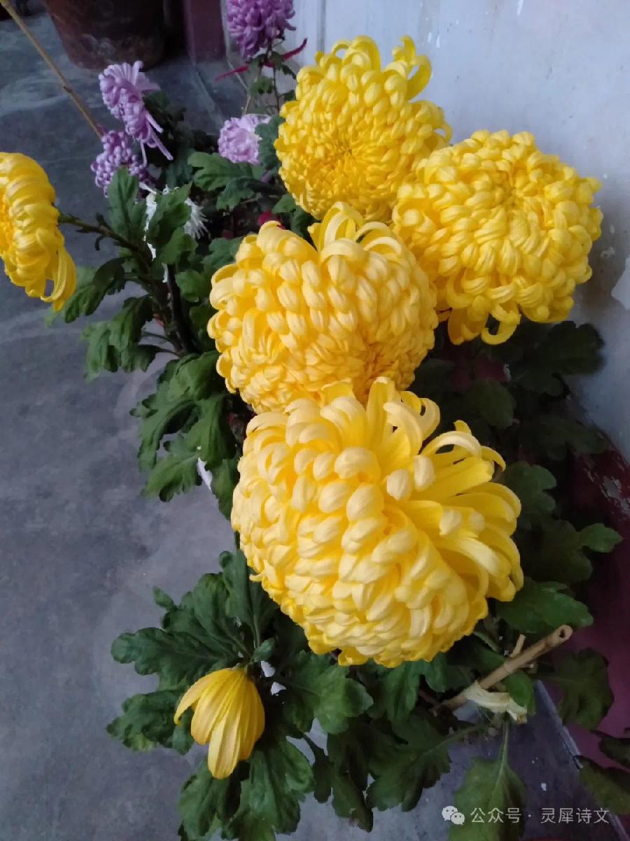 灵犀诗文乐园联诗.咏菊（图9）