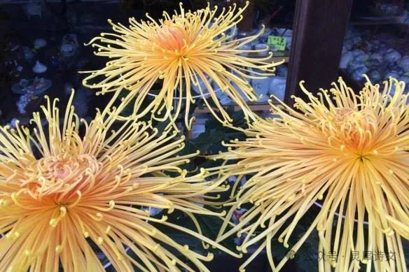 灵犀诗文乐园联诗.咏菊（图12）